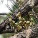 Chihuahua Pine Dwarf-Mistletoe - Photo (c) Jared Shorma, some rights reserved (CC BY), uploaded by Jared Shorma