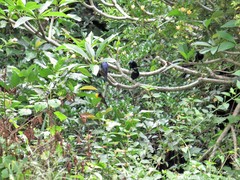 Ploceus bicolor bicolor