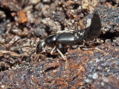 Parocyusa longitarsis