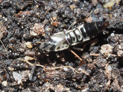 Parocyusa longitarsis