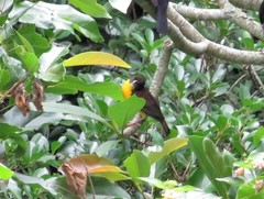 Ploceus bicolor bicolor