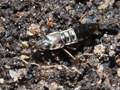 Parocyusa longitarsis