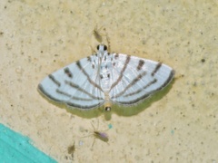 Pycnarmon virgatalis