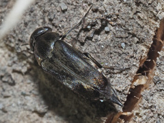Tomoxia bucephala