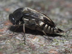 Tomoxia bucephala