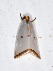 Argyria gonogramma