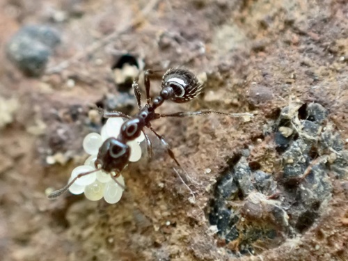 Southern Ant photo 5
