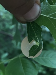 Amphibolips nubilipennis