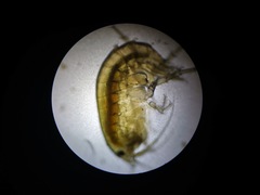 Hyalella azteca