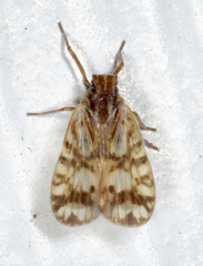 Bothriocera drakei