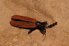 Pseudolycus torridus