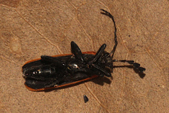 Pseudolycus torridus