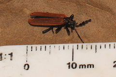 Pseudolycus torridus