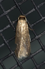 Phaeoses sabinella