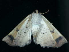 Mnesampela privata