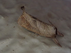 Clostera anastomosis