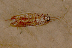 Johnrehnia solida
