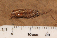 Johnrehnia solida