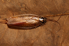Johnrehnia solida