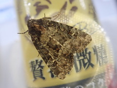 Pyrrhidivalva sordida