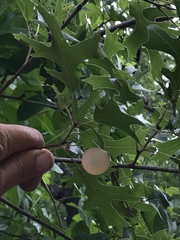 Amphibolips nubilipennis