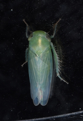 Chlorotettix viridius