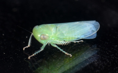 Chlorotettix viridius