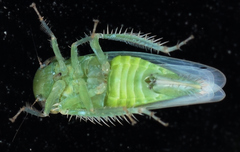 Chlorotettix viridius