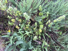 Hesperocnide tenella