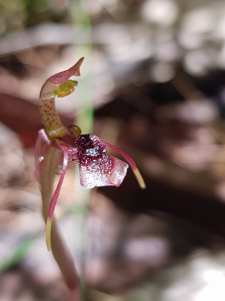 small wasp orchid