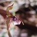 Small Wasp Orchid - Photo (c) Michelle Colpus, some rights reserved (CC BY-NC), uploaded by Michelle Colpus