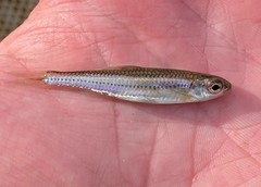 Notropis leuciodus