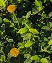 Taraxacum officinale