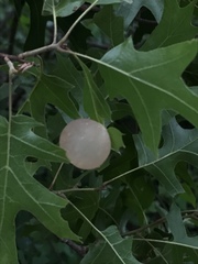 Amphibolips nubilipennis