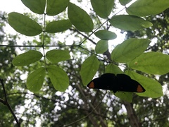 Melanis unxia