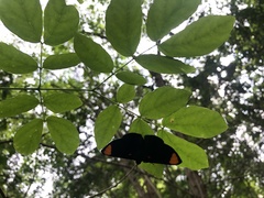 Melanis unxia