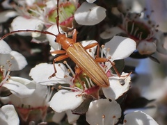 Stenoderus concolor