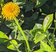 Taraxacum officinale