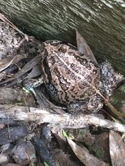 Limnodynastes dumerilii insularis