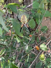 Argiope aurantia