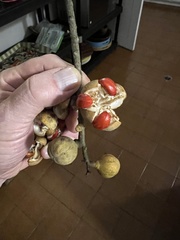 Guarea guidonia