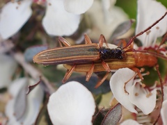 Stenoderus
