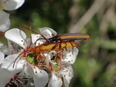 Stenoderus