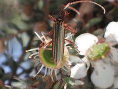Stenoderus