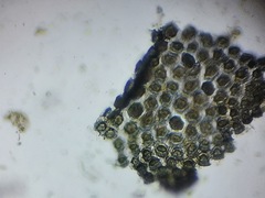Hydrodictyaceae