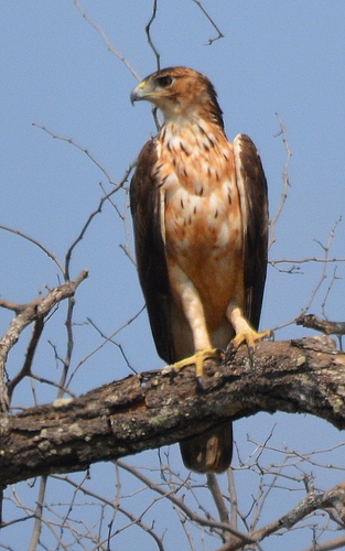 African Hawk-Eagle