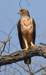 African Hawk-Eagle photo 3