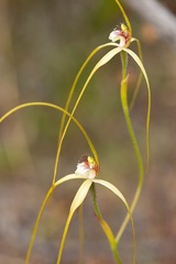 Caladenia pholcoidea pholcoidea