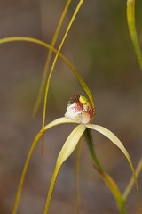 Caladenia pholcoidea pholcoidea