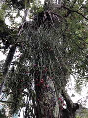 Rhipsalis neves-armondii